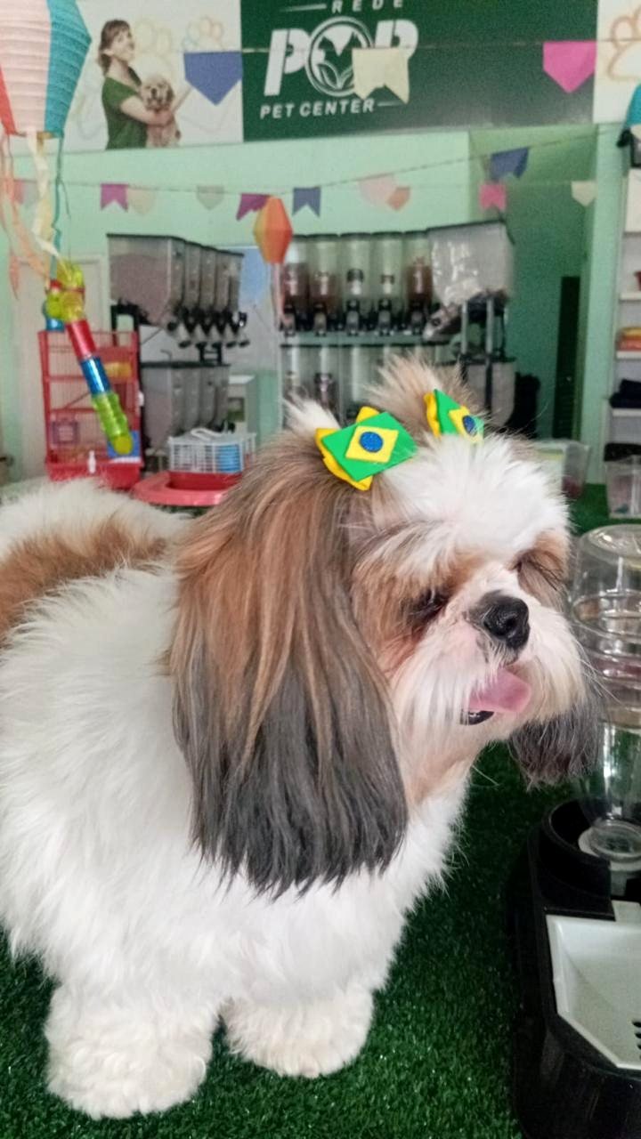 Pet após banho e tosa